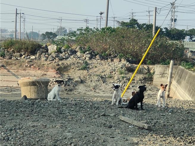 民眾不当喂养或饲养，造成游荡犬群聚而肇事比例占嘉县「动物窜出」车祸的7成。（嘉义县政府提供∕吕妍庭嘉义传真）