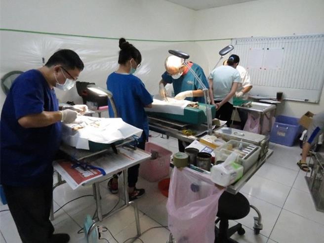 很多饲主不清楚动物保护法已规定家犬猫必须完成绝育，因此常发生母犬生产后，饲主被裁罚的案例。图为兽医师正为家犬猫进行绝育手术。（台南市政府提供／张毓翎台南传真）