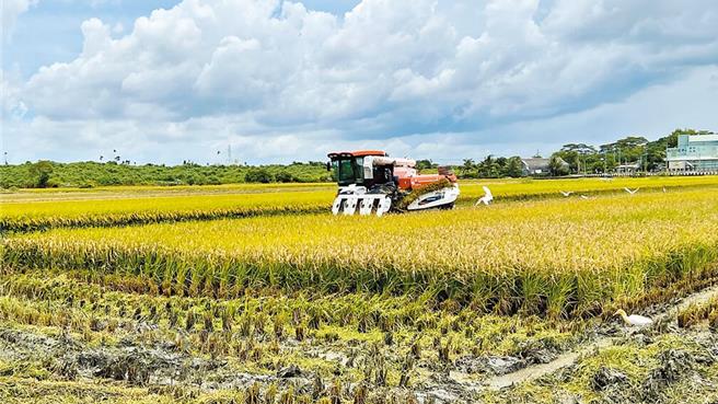 農業部代理部長陳駿季表示，基本上不認同，強調提高民間自營糧的產地價格，才能真正確保稻農收入，提高公糧價格不是最好辦法。（本報資料照片）
