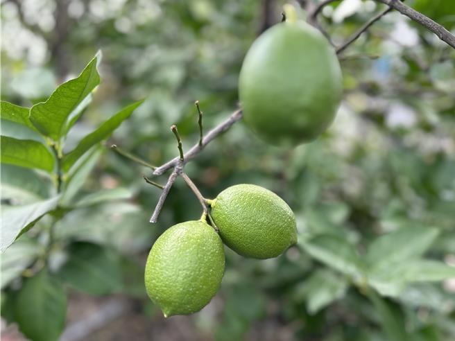 6月将进入柠檬盛产期，但屏东农友苦喊「盛产不起来」，因受去年底小犬颱风影响，柠檬发生延迟性天然灾害，造成今年产量减少5至8成，但价格却一路跌。（谢佳潾摄）