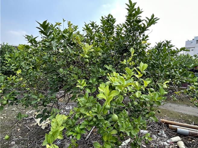 6月将进入柠檬盛产期，但屏东农友苦喊「盛产不起来」，因受去年底小犬颱风影响，柠檬发生延迟性天然灾害，造成今年产量减少5至8成，但价格却一路跌。（谢佳潾摄）