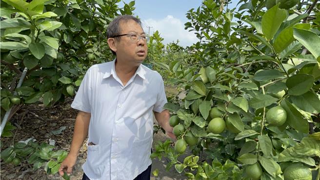 6月将进入柠檬盛产期，但屏东农友苦喊「盛产不起来」，因受去年底小犬颱风影响，柠檬发生延迟性天然灾害，造成今年产量减少5至8成，但价格却一路跌。（谢佳潾摄）