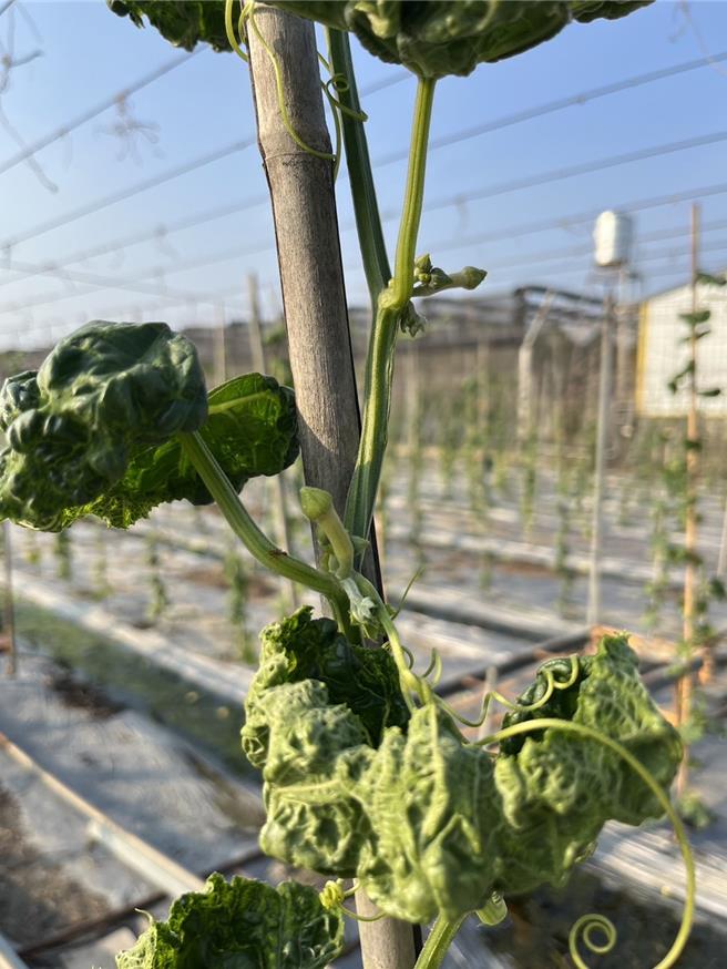 随后一行人到东山区看丝瓜田受损情况。（读者提供／张毓翎台南传真）