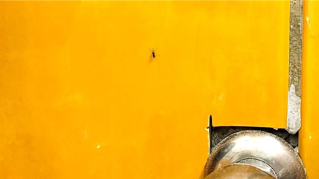 台東縣出現首例境外移入個案，30多歲男性赴馬爾地夫旅遊期間遭蚊子叮咬確診。（蕭嘉蕙攝）