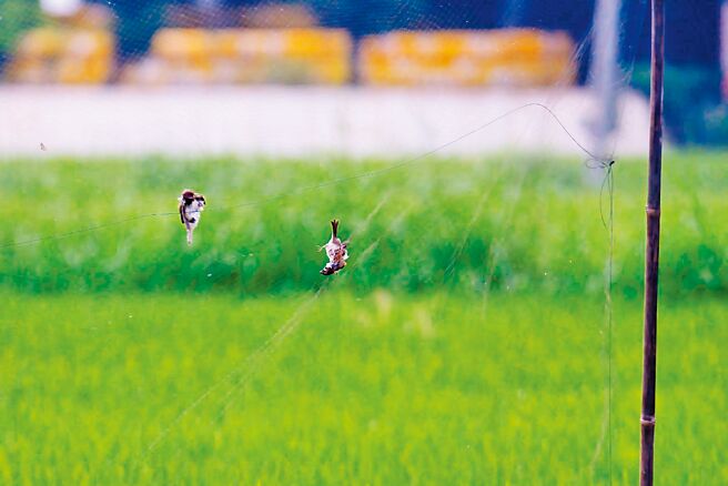 近期正值一期稻作結穗，麻雀爭啄稻穗，鳥友在台南善化啤酒廠附近發現農民架網防鳥，網上有多隻麻雀鳥屍。（寶智華攝）