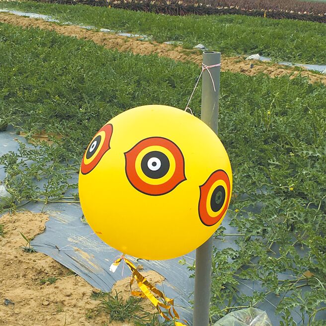 台南市農業局建議農民以驅鳥球取代架網防鳥，驅鳥球上眼球圖案，讓鳥兒誤以為是鷹眼，不敢靠近。（台南市政府農業局提供／寶智華台南傳真）