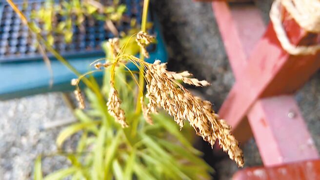 台灣特有種穀物「油芒」，外型似芒草，穀粒外層包覆細毛，中研院研究顯示，油芒富含蛋白質、鈣、鎂及穀胺酸、絲胺酸等植物性胺基酸，被譽為「超級未來食物」。（蕭嘉蕙攝）