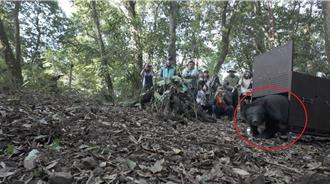 日曼小熊經7個月護養胖11公斤 泰雅族人祈福下野放