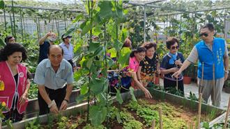 板橋首座開心農場收成 銀髮族種菜樂開懷