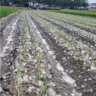 雲145「木棉大道」落花、棉絮超困擾 縣府：車禍可申請國賠