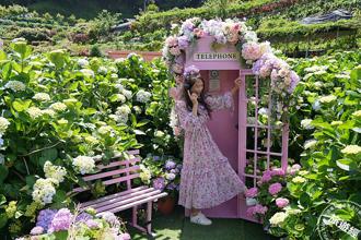 竹子湖繡球花季登場 繡球花＋9處IG打卡點成為拍片「繡」場