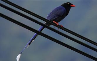 台灣藍鵲正值育雛季 誤入巢區恐遭攻擊 動保處教自保妙招