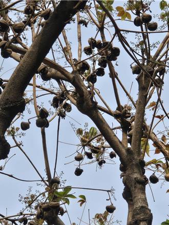 中市2.7萬棵問題樹種 議員促速移除掌葉蘋婆