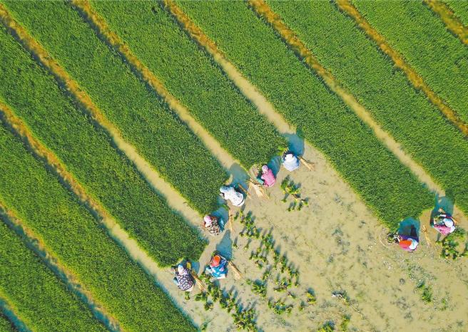 大陸中央網信辦等4部門發布《2024年數位鄉村發展工作要點》，設下多個今年目標，包含農村電商規模年底要突破6300億人民幣。（新華社）