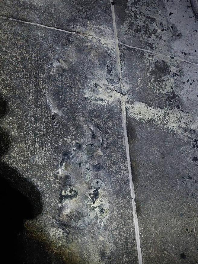 立委王鸿薇16日在立法院交通委员会指出，高铁11日发生工安意外导致1人遭电伤，铁道局表示未接获通报。（王鸿薇办公室提供／蔡明亘台北传真）