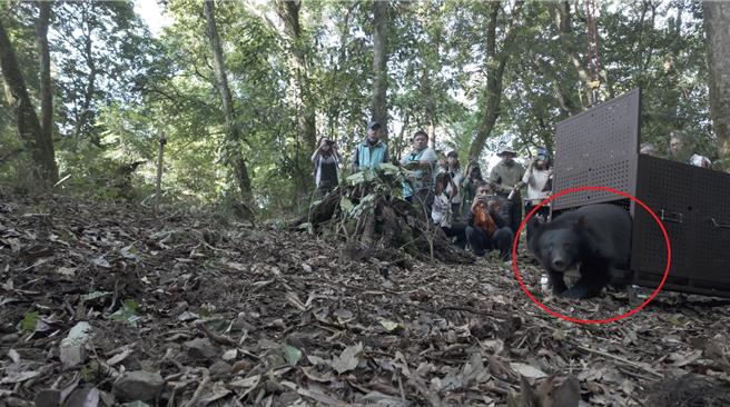 去年在苗栗县泰安乡大安部落私有林桂竹林受困的Ziman（日曼）小熊，歷经7个多月医疗照养，恢復情况良好，且能成功觅食，16日举行野放仪式，在大安及桃山部落族人的祈福下，小熊看到熟悉的山林，立刻迈开步伐向前奔去。（林业署台中分署提供／张妍溱台中传真）