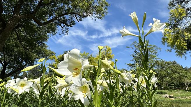 金门地区19日前天气晴朗平稳，大多都是晴时多云的好天气，金门植物园的铁炮百合花也已盛开，周末假日不妨把握好天气出外走走。（于家麒摄）