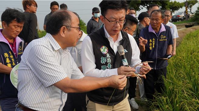 台南农改场场长罗正宗（左一）向立委郭国文（左二）说明稻穗染病状况。（宝智华摄）