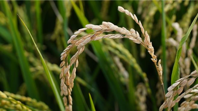 罹患稻热病的台南11号一期稻作，结穗乾枯成了空包弹。（宝智华摄）