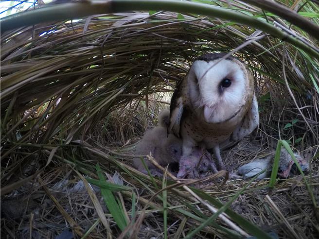 草鴞會在地面上的草叢中築巢育雛。（林業署嘉義分署提供／寶智華台南傳真）