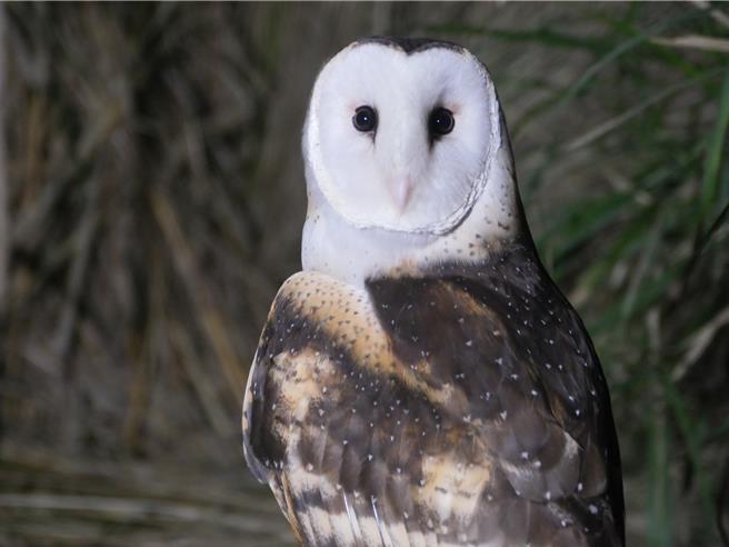 瀕臨絕種的保育類草鴞有張呆萌可愛的蘋果臉。（林業署嘉義分署提供／寶智華台南傳真）