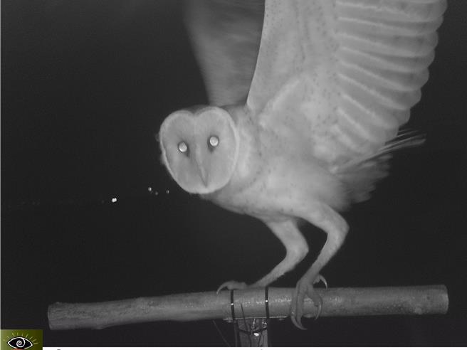 為建立更多草鴞基礎資訊，研究團隊經常使用棲架及自動相機調查草鴞的生活行為。（林業署嘉義分署提供／寶智華台南傳真）