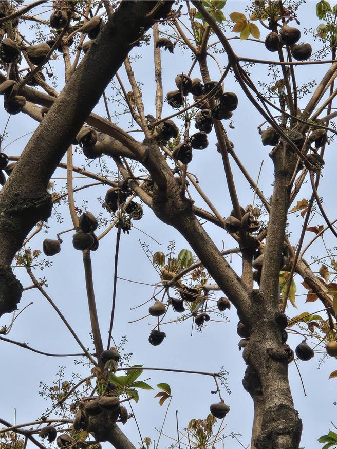 掌葉蘋婆過去被種植作為行道樹，但因花期會散播濃烈惡臭，影響市民居住品質。（市議員楊大鋐提供／陳淑娥台中傳真）