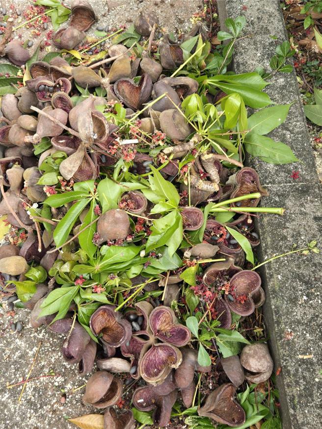 掌葉蘋婆過去被種植作為行道樹，但因花期會散播濃烈惡臭，影響市民居住品質。（市議員楊大鋐提供／陳淑娥台中傳真）