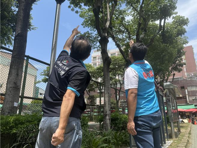 掌葉蘋婆過去被種植作為行道樹，但因花期會散播濃烈惡臭，影響市民居住品質。（市議員楊大鋐提供／陳淑娥台中傳真）