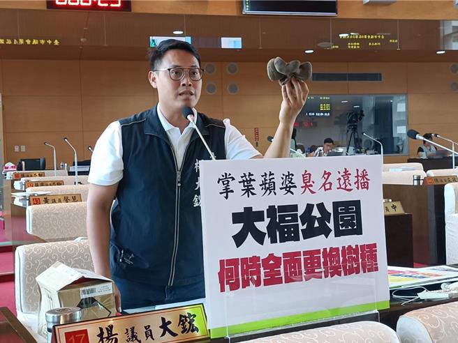 市議員楊大鋐16日質詢，要求全面移除西屯大福公園35棵掌葉蘋婆。（陳淑娥攝）