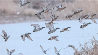 上海野鳥太多農作物減產  崇明人鳥之爭寄望新措施