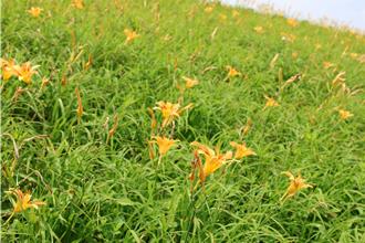 苗县大湖打造金黄廊道 金针花节起跑邀民赏花吃桃李 