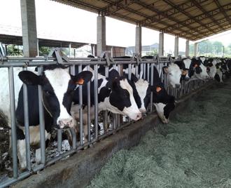 美國乳牛染禽流感 台灣牛檢驗H5N1結果出爐