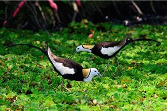水域變綠地！水芙蓉蓋滿親水公園 意外吸「凌波仙子」抱蛋