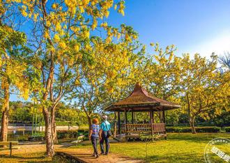 台南多处现黄金雨 虎头埤阿勃勒花季正展「开」