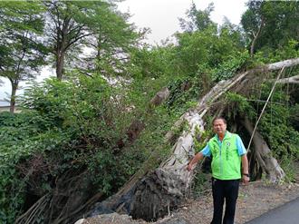 彰化舊濁水溪河堤樹木倒伏藏危機 縣府出手了