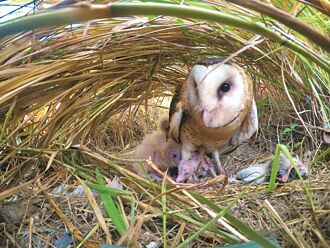 林業署監測 一級保育類草鴞 南台灣有158對
