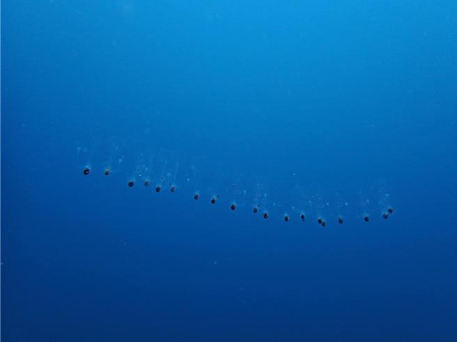 樽海鞘就像海洋中的透明果冻，聚集一起就像一整排海中的宝特瓶，而且同方向。（陈尽川提供／许逸民澎湖传真）