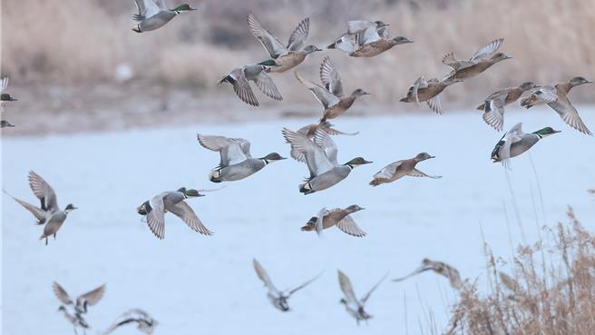 上海野鳥太多農作物減產崇明人鳥之爭何解。圖為2月6日上海崇明東灘自然保護區的羅紋鴨。（新華社）