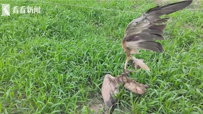 上海野鳥太多農作物減產崇明人鳥之爭何解。圖為崇明東灘田間掛在尼龍線上的鳥類遺骸。 （新聞透視微信公眾號）