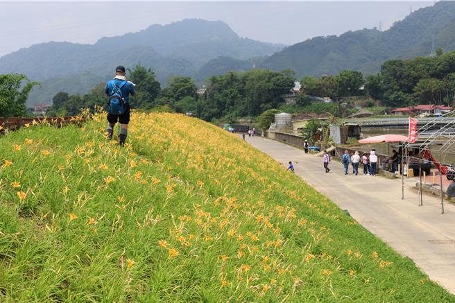 位在大湖乡社寮角大湖溪畔堤岸的金针花廊道目前约开了3成左右。（谢明俊摄）