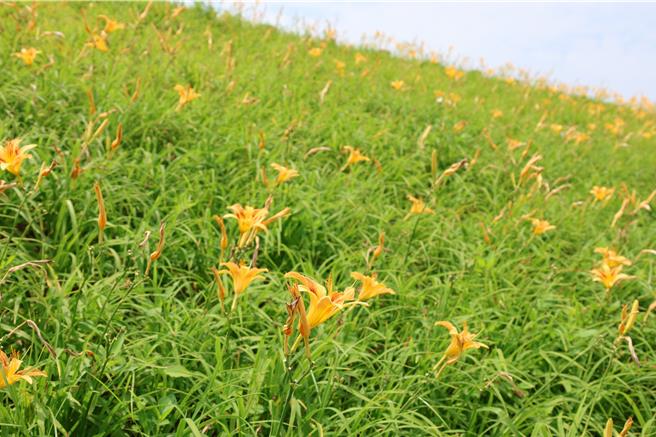 位在大湖乡社寮角大湖溪畔堤岸的金针花廊道目前约开了3成左右。（谢明俊摄）