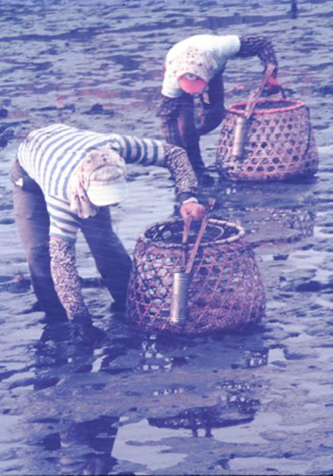 1984年渔民抓弹涂鱼影像。（图／台南市生态旅游发展协会）