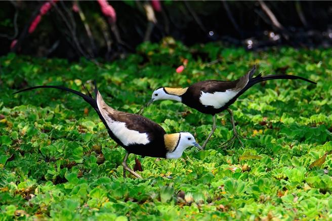 水芙蓉布滿東勢寮親水公園，吸引保育類水雉進駐。（民眾胡嘉哲提供／寶智華台南傳真）