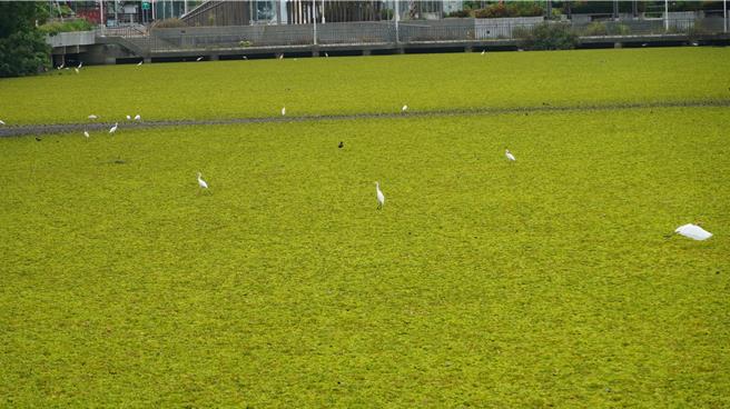 水芙蓉鋪滿整個湖面，有如一片綠地，難以清除。（寶智華攝）