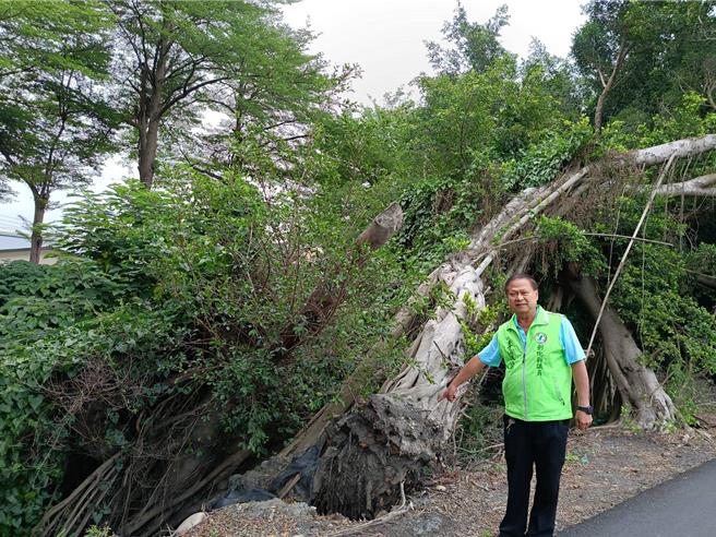 彰化县北斗镇旧溪路二段南侧护堤有1棵树倒伏，压向侧边另1棵树，根部几乎悬空，县议员李俊谕忧心若遇颱风，树若倒向河道，可能阻塞河道，若倒向马路，恐酿意外，造成芬园邮差憾事。（叶静美摄）
