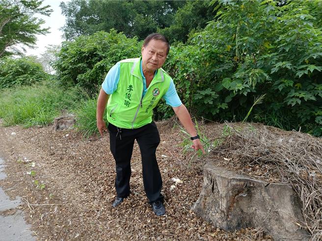 彰化县北斗镇旧溪路二段北侧小叶榄仁，3年前有10多棵遭农民下毒手死掉，因考量枯树有公共安全隐忧而锯除，县议员李俊谕说，活着的树，其根可以抓住土壤，具保护河堤功能，但死掉的树，树根不再有抓地力，认为应再补植或进行其它补强措施。（叶静美摄）