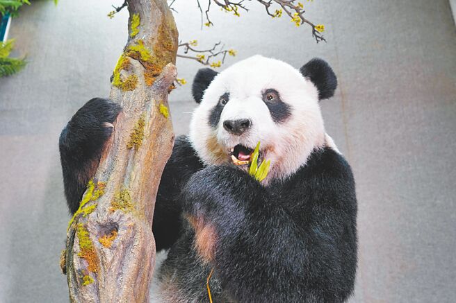 台北市立动物园大猫熊团团的标本在去年底制作完成，今起在教育中心地下1楼展示。（台北市立动物园提供／刘玮晴台北传真）