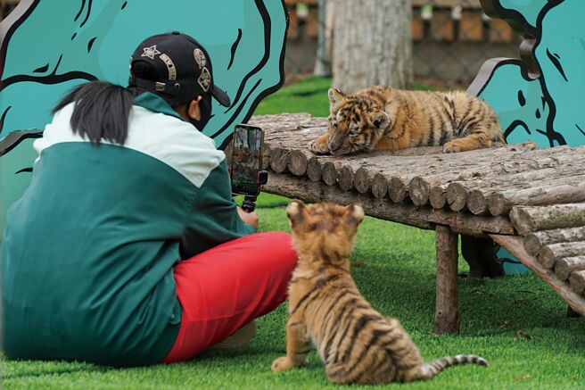 大陸安徽阜陽野生動物園違法展示一級保護動物東北虎，受受經營權糾紛影響，導致20頭東北虎等動物陸續死亡，引發輿論譁然。圖為黑龍江東北虎林園。（中新社）