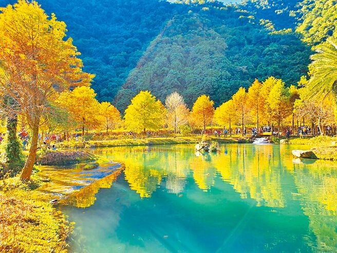 王浩一近年常在全台走访老树，图为宜兰县礁溪乡的落羽松。（有鹿文化提供）